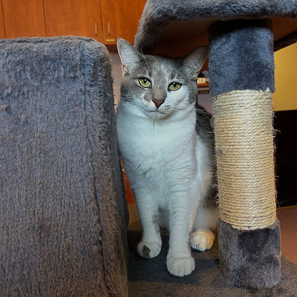 cat being boarded at the retreat